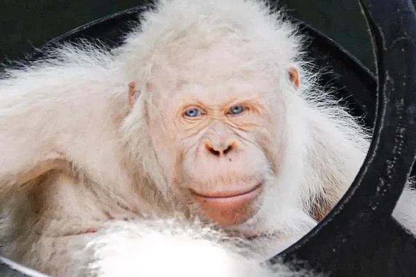 Albino Monkey A Unique and Enigmatic Creature